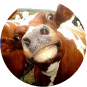 kuhscheisse